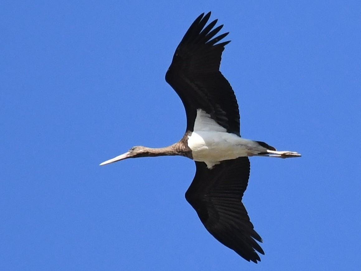 Black Stork - Pascual Monferrer Aguilella