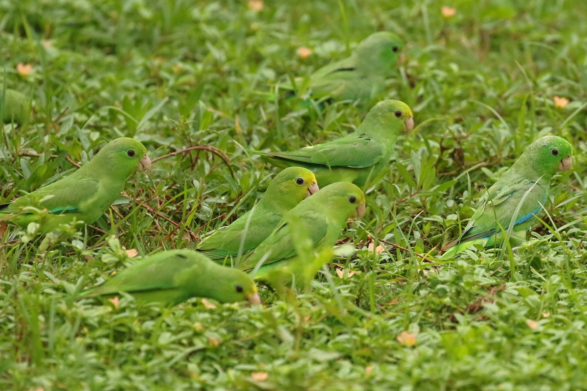 Turquoise-winged Parrotlet - Jeffrey Offermann