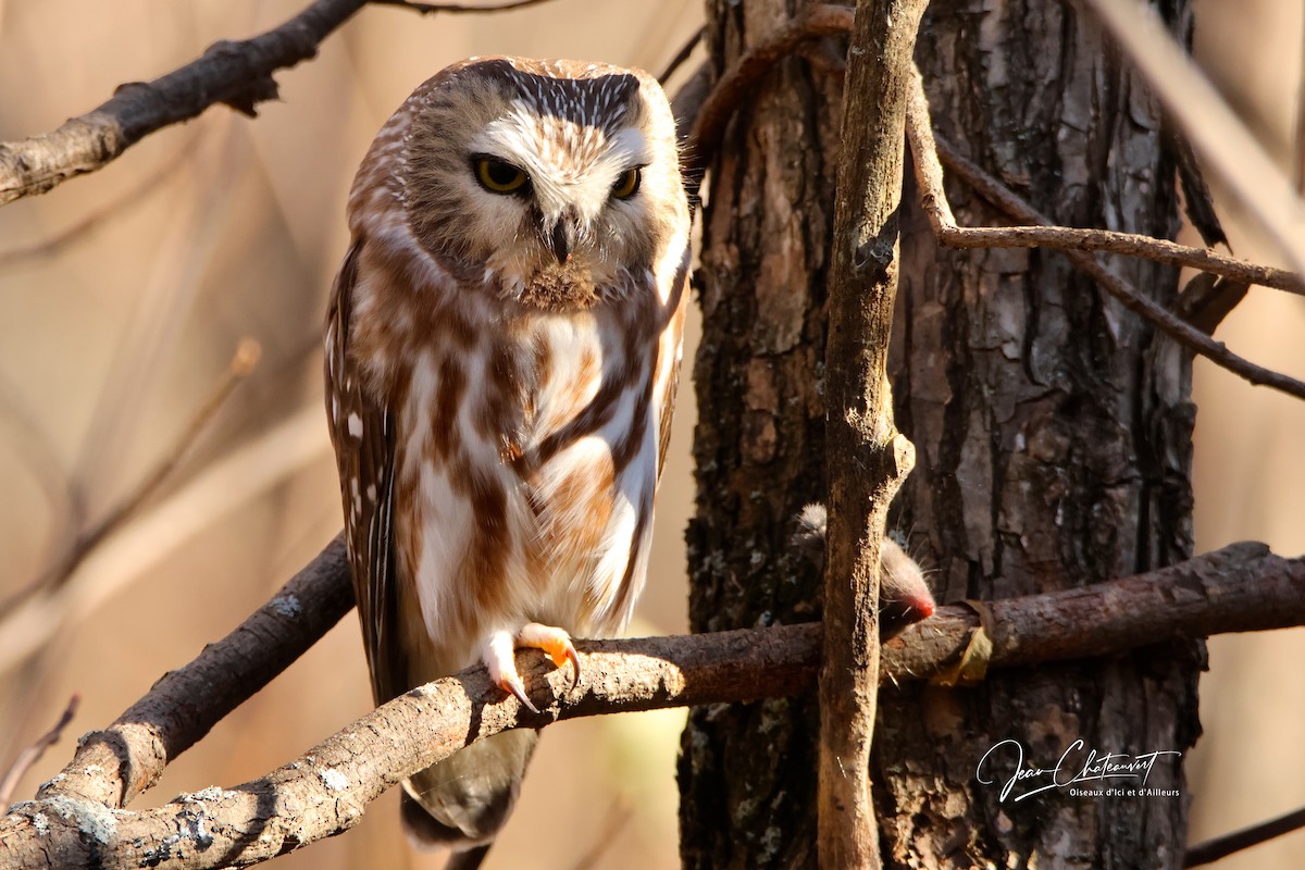 Northern Saw-whet Owl - ML610788369