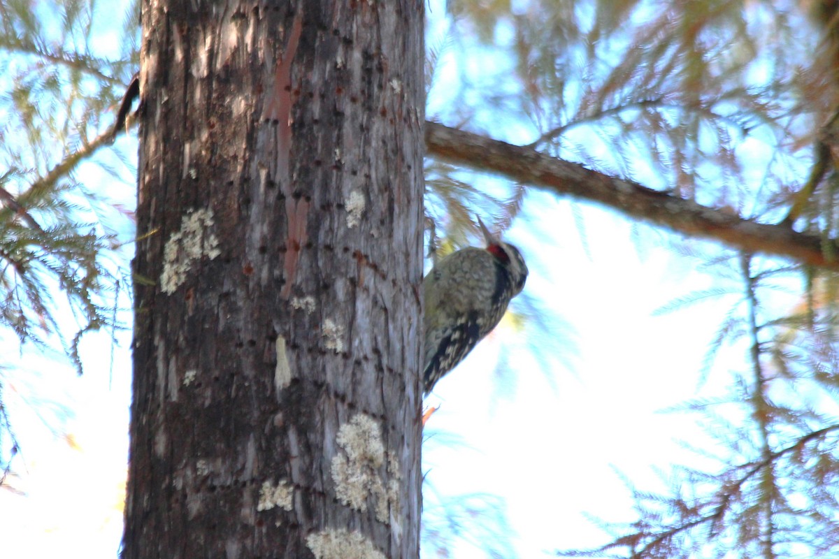 Yellow-bellied Sapsucker - ML610788494