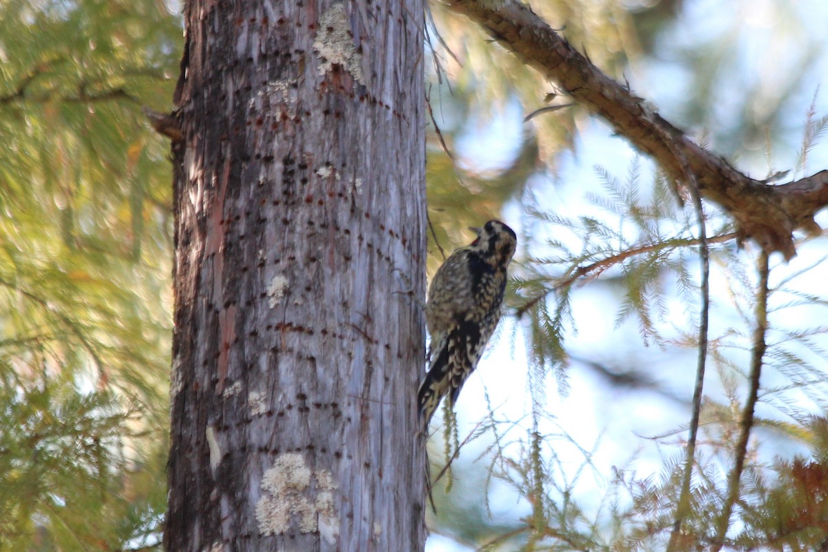 Yellow-bellied Sapsucker - ML610788495