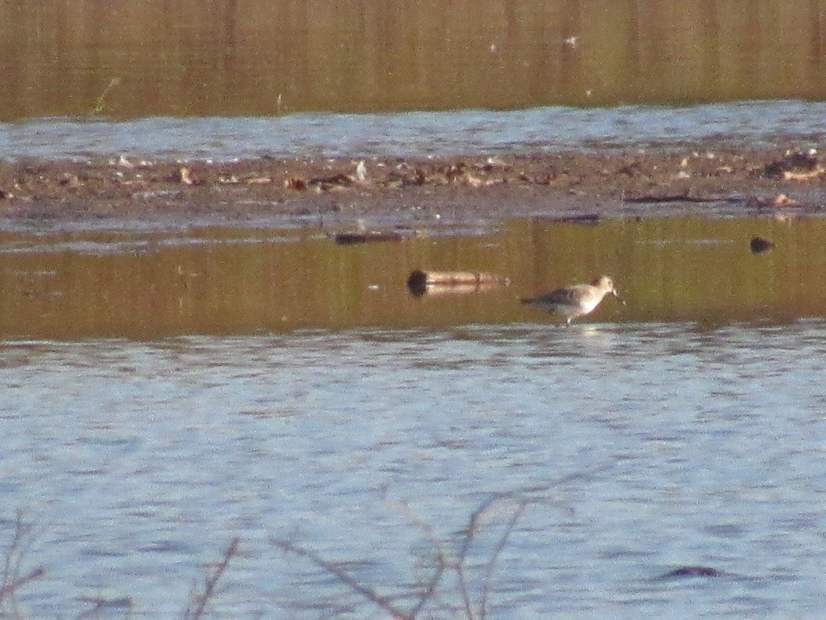 Alpenstrandläufer - ML610788748