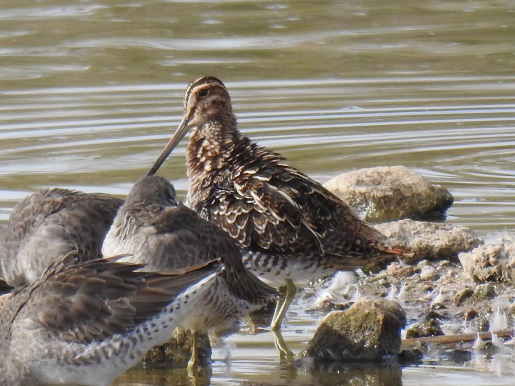 Wilson's Snipe - ML610788898