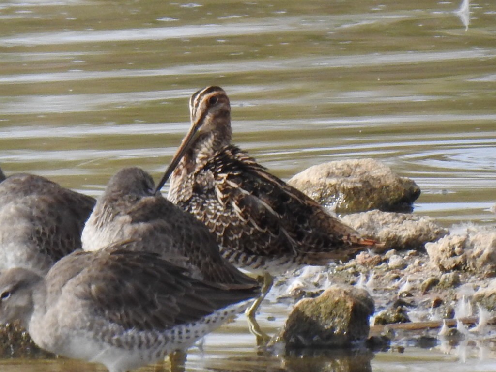 Wilson's Snipe - ML610788899