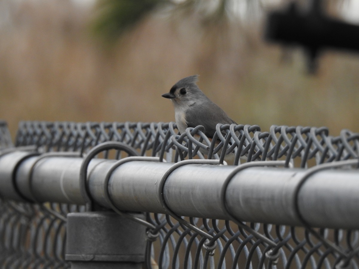 Tufted Titmouse - ML610789043