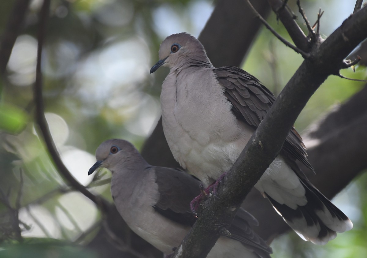 White-tipped Dove - Tim Schadel