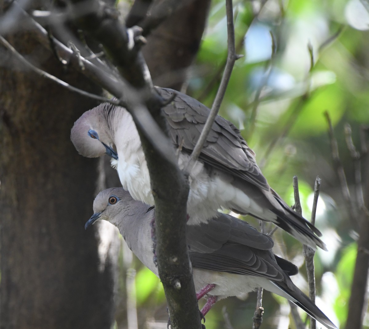 White-tipped Dove - ML610789083