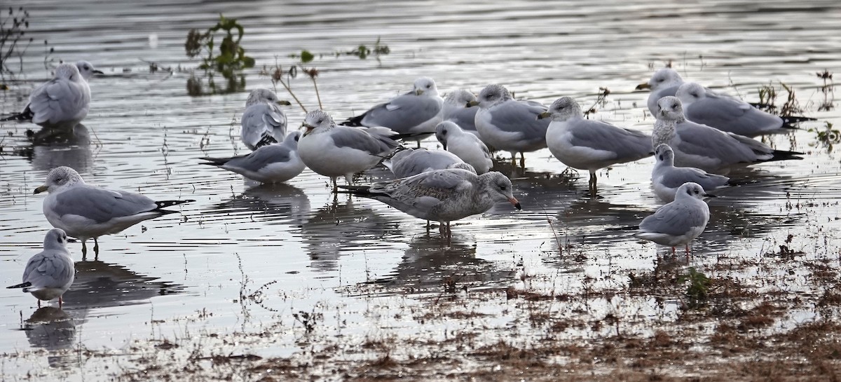 Ring-billed Gull - Mark Robbins