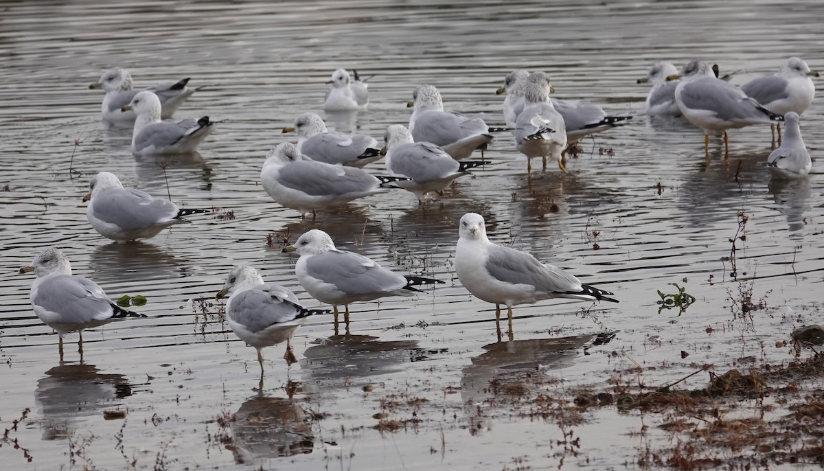 Ring-billed Gull - Mark Robbins