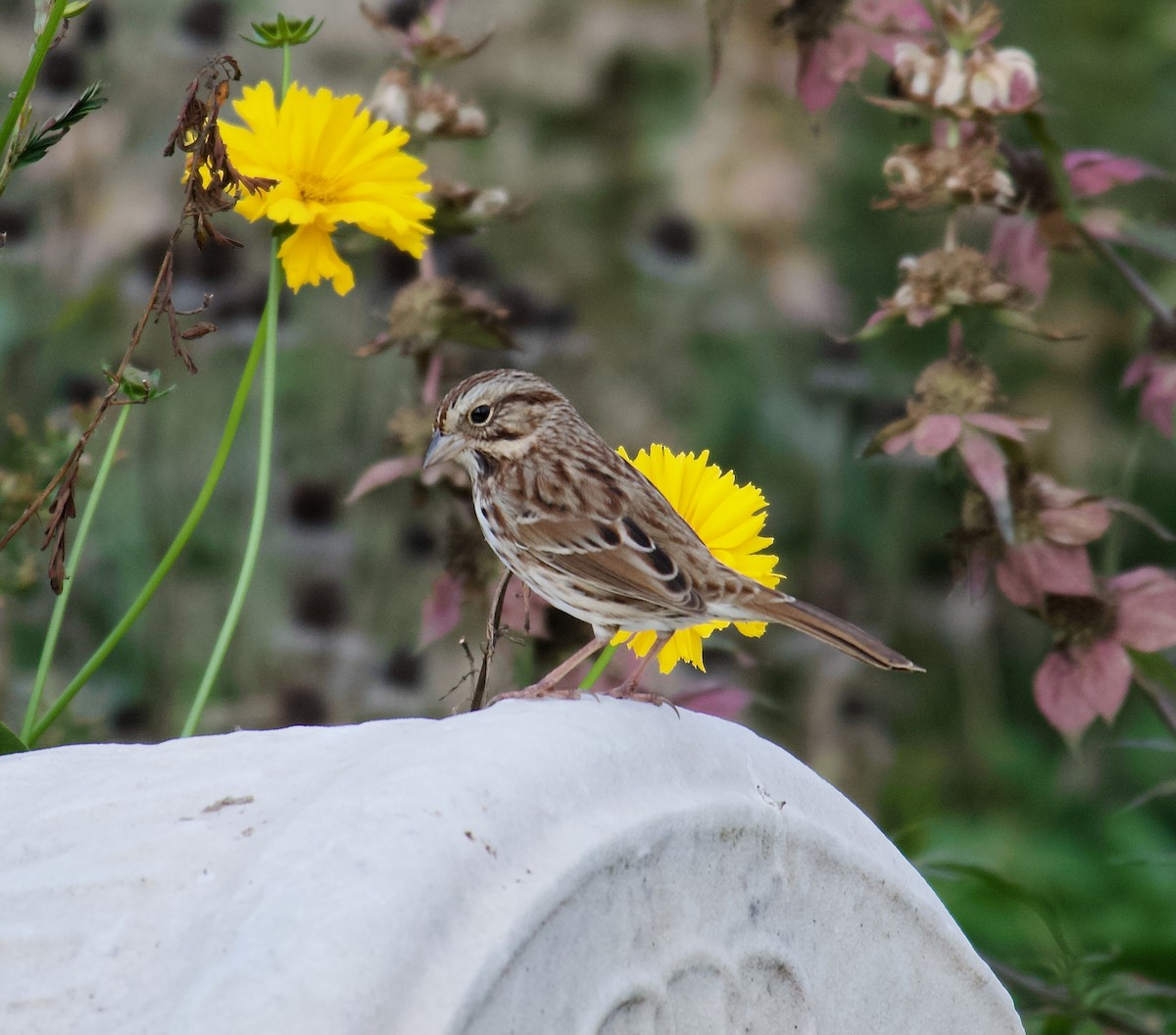 Song Sparrow - ML610789105