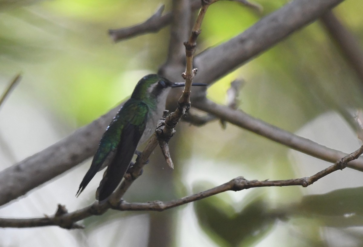 kolibřík modroocasý - ML610789138