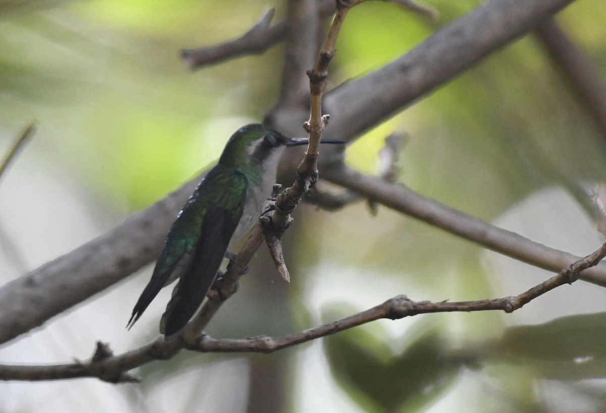 Blauschwanz-Smaragdkolibri - ML610789138