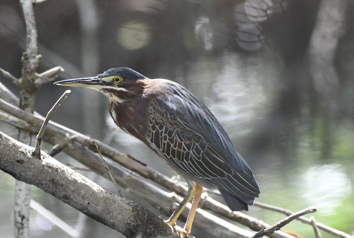 Green Heron - Tim Schadel