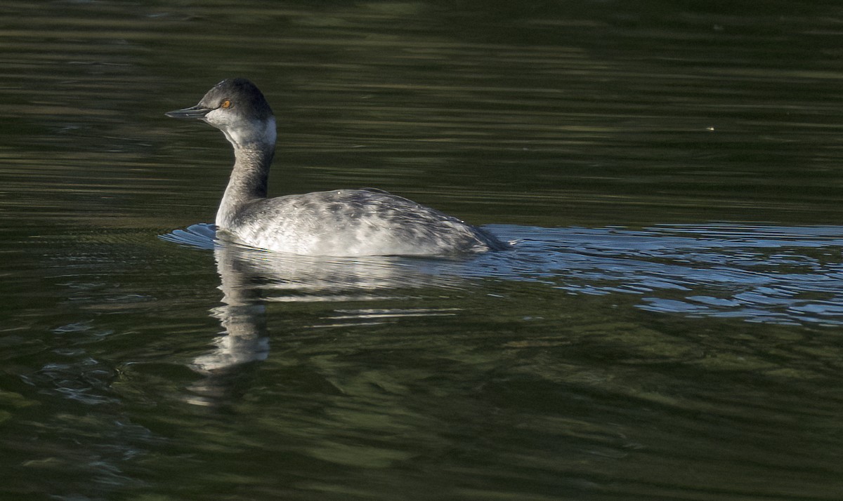 Eared Grebe - Barbara Swanson