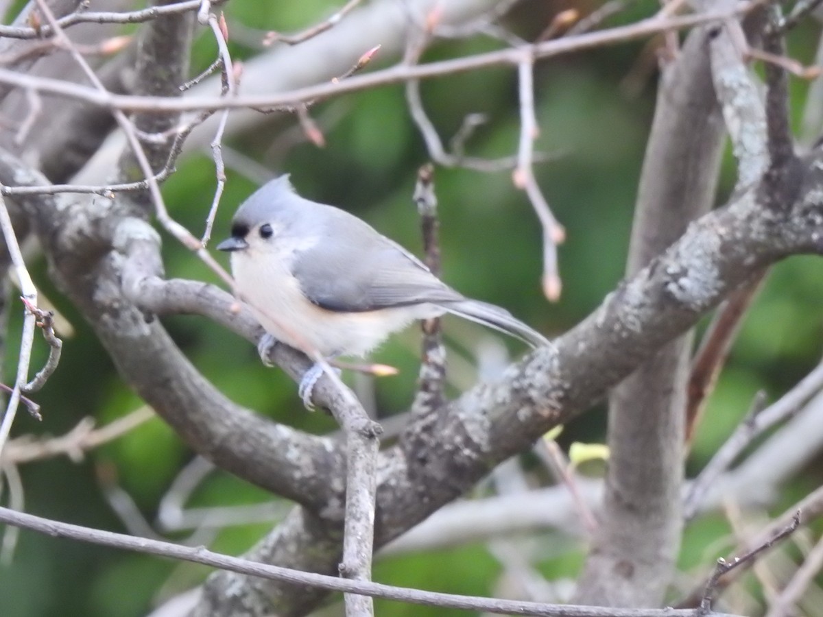 Tufted Titmouse - ML610789214