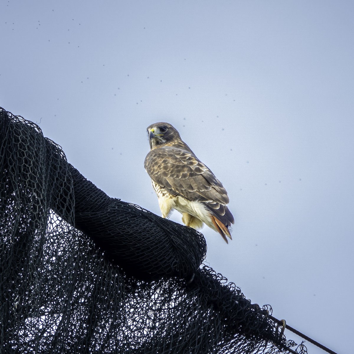 Red-tailed Hawk - ML610789219