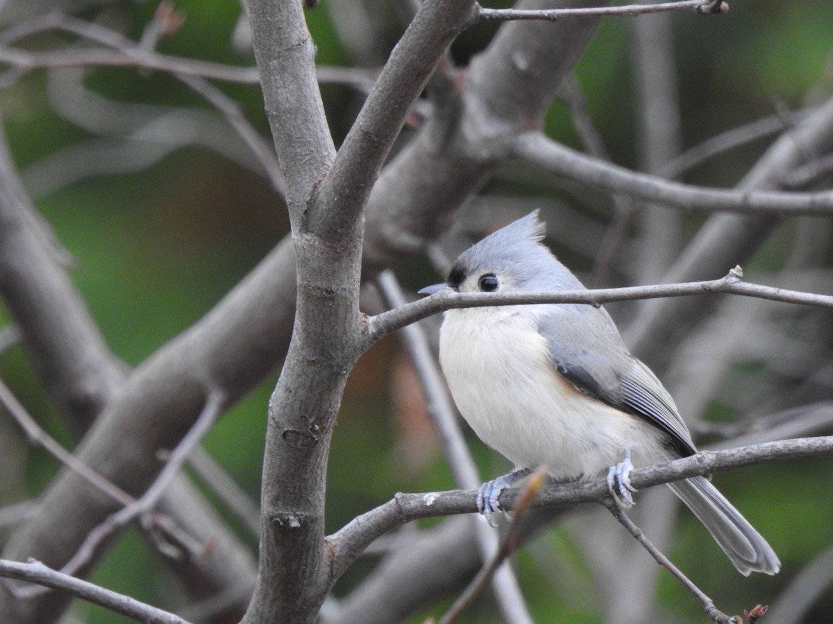 Tufted Titmouse - ML610789243