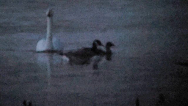 Tundra Bean-Goose - ML610789288