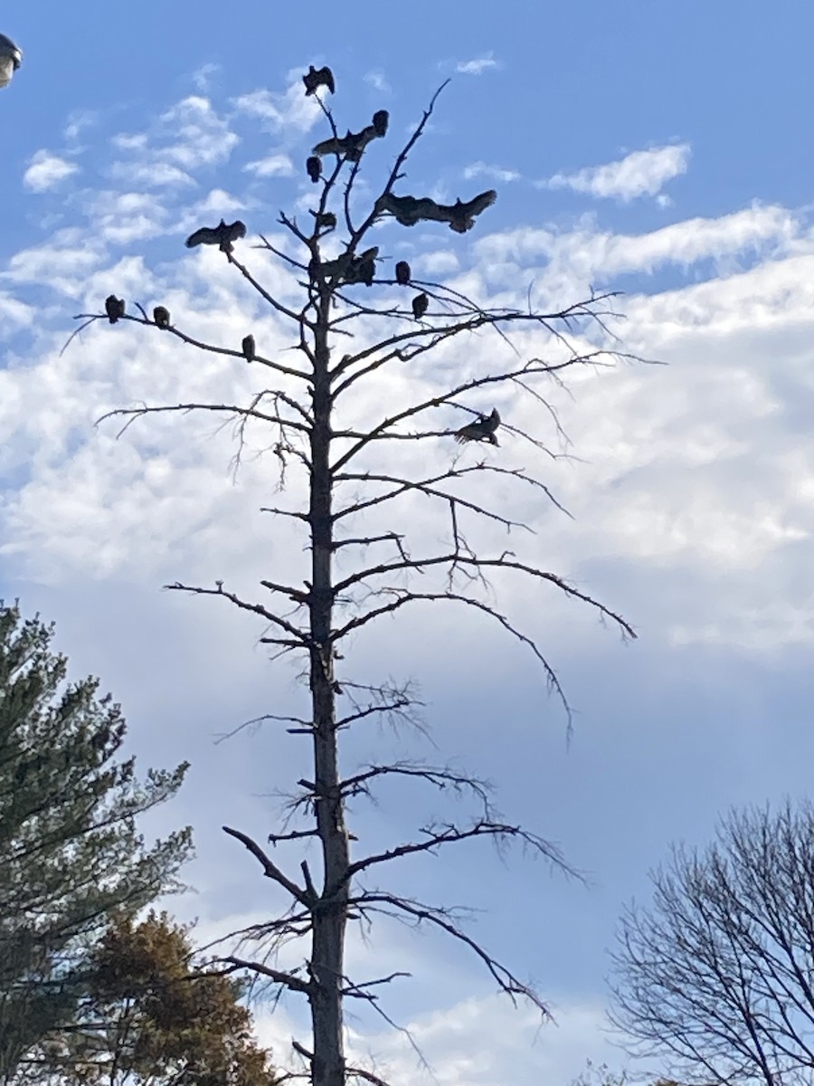 Turkey Vulture - Thomas Sanders