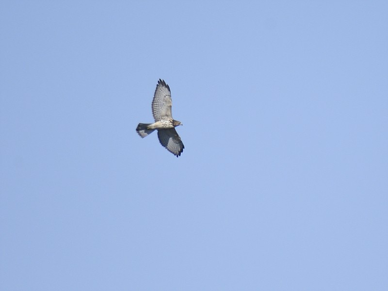 Broad-winged Hawk - ML610789366