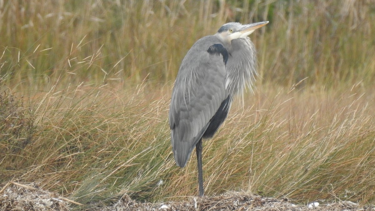 Great Blue Heron - ML610789370