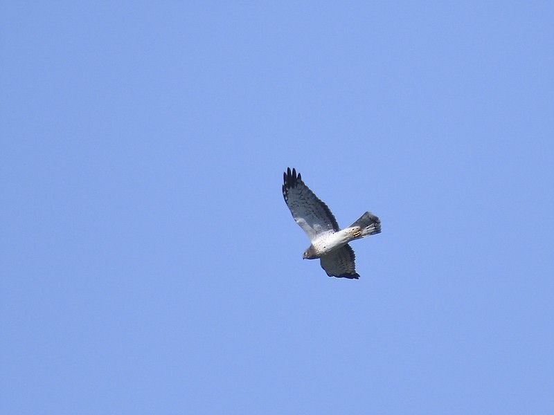 Northern Harrier - ML610789392