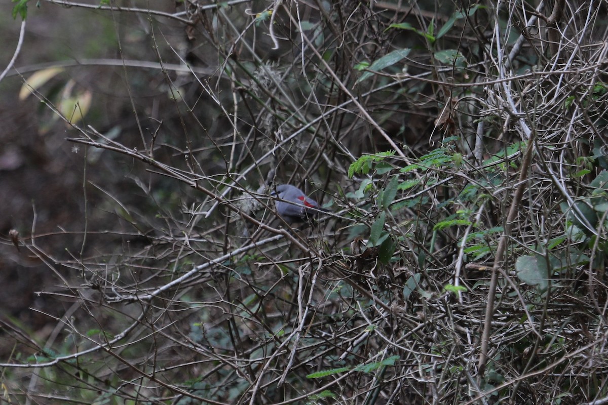 Black-tailed Waxbill - ML610789468