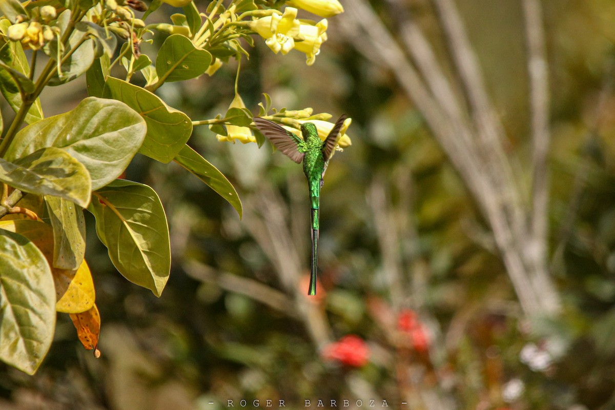 Green-tailed Trainbearer - Roger Barboza Castro