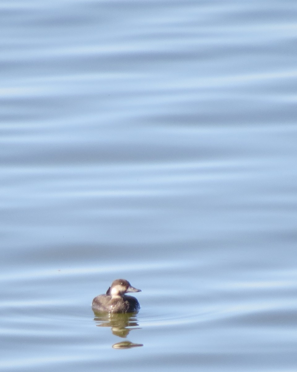 Black Scoter - Rod Lusey