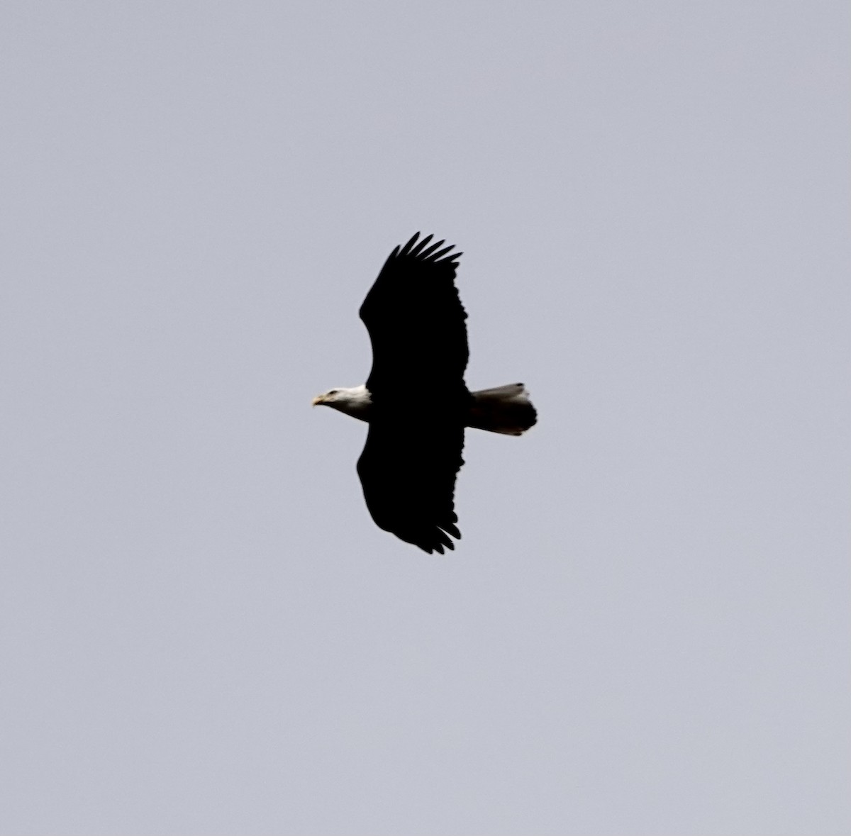 Bald Eagle - ML610789647