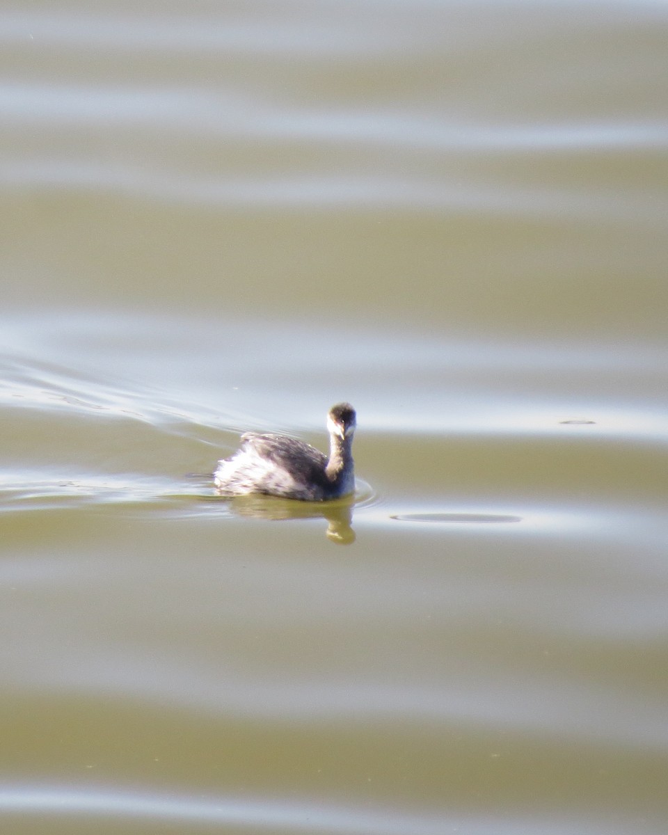 Eared Grebe - Rod Lusey