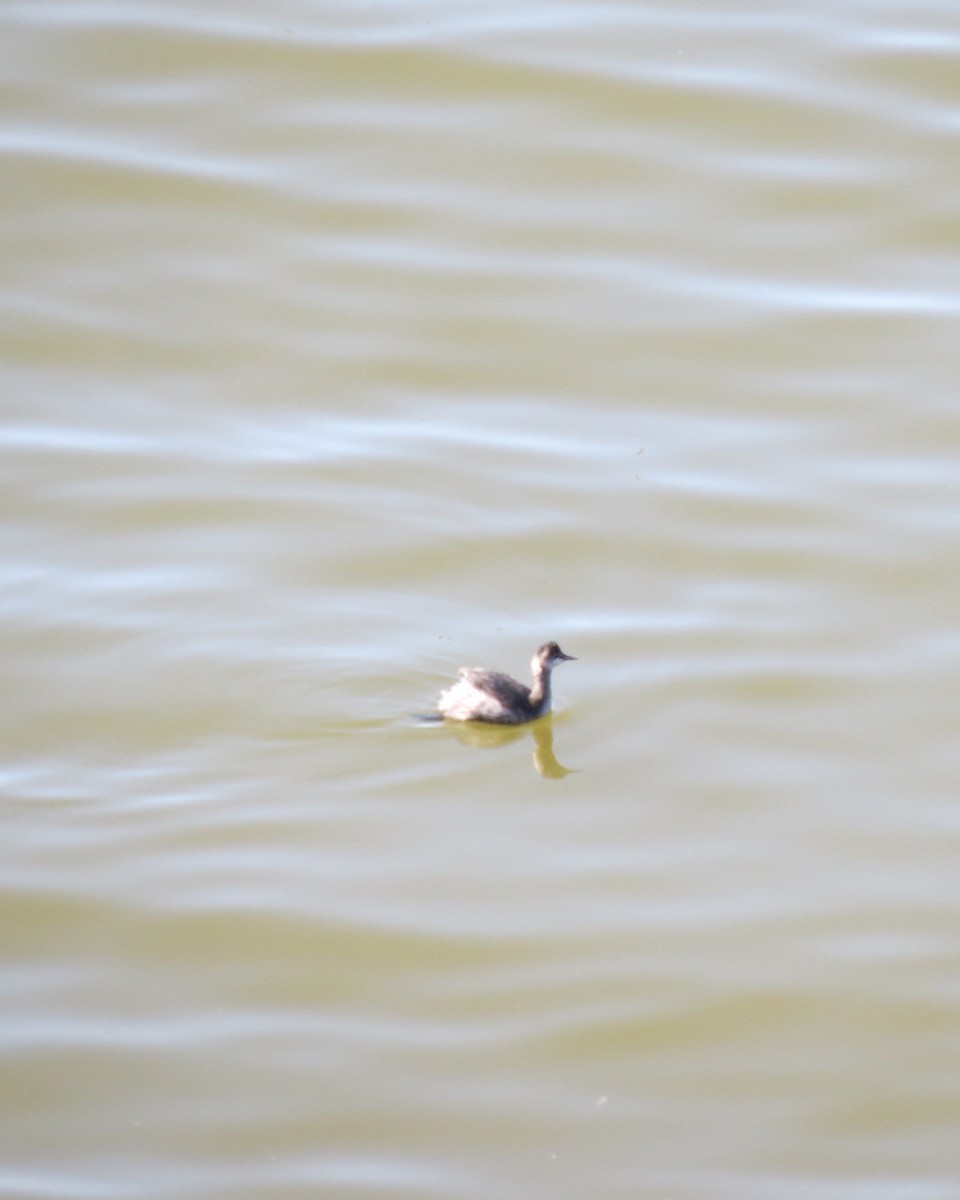 Eared Grebe - Rod Lusey