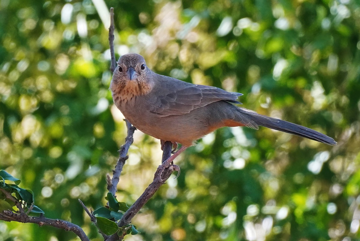 Canyon Towhee - Joanne Kimura