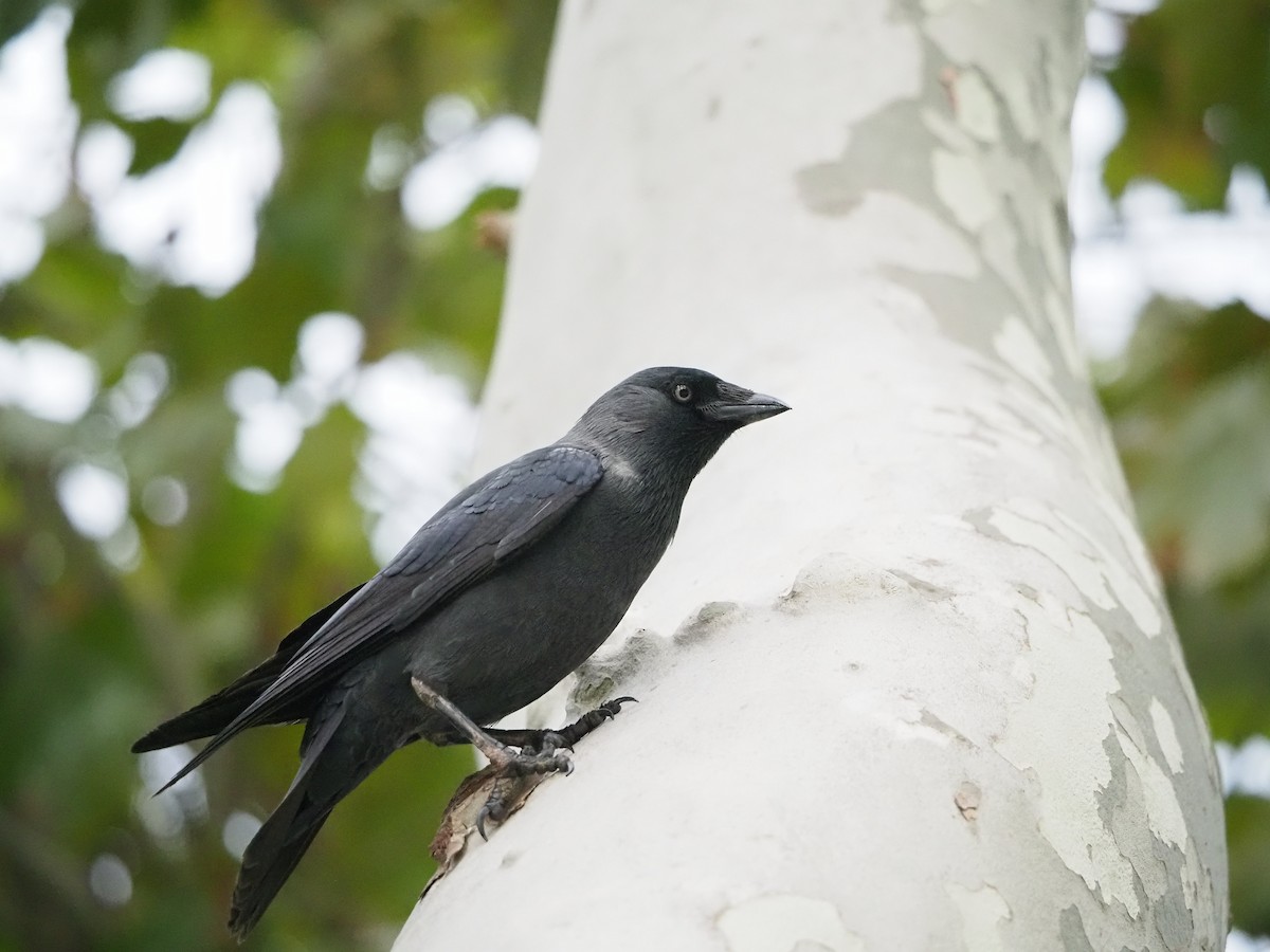 Eurasian Jackdaw - ML610789952