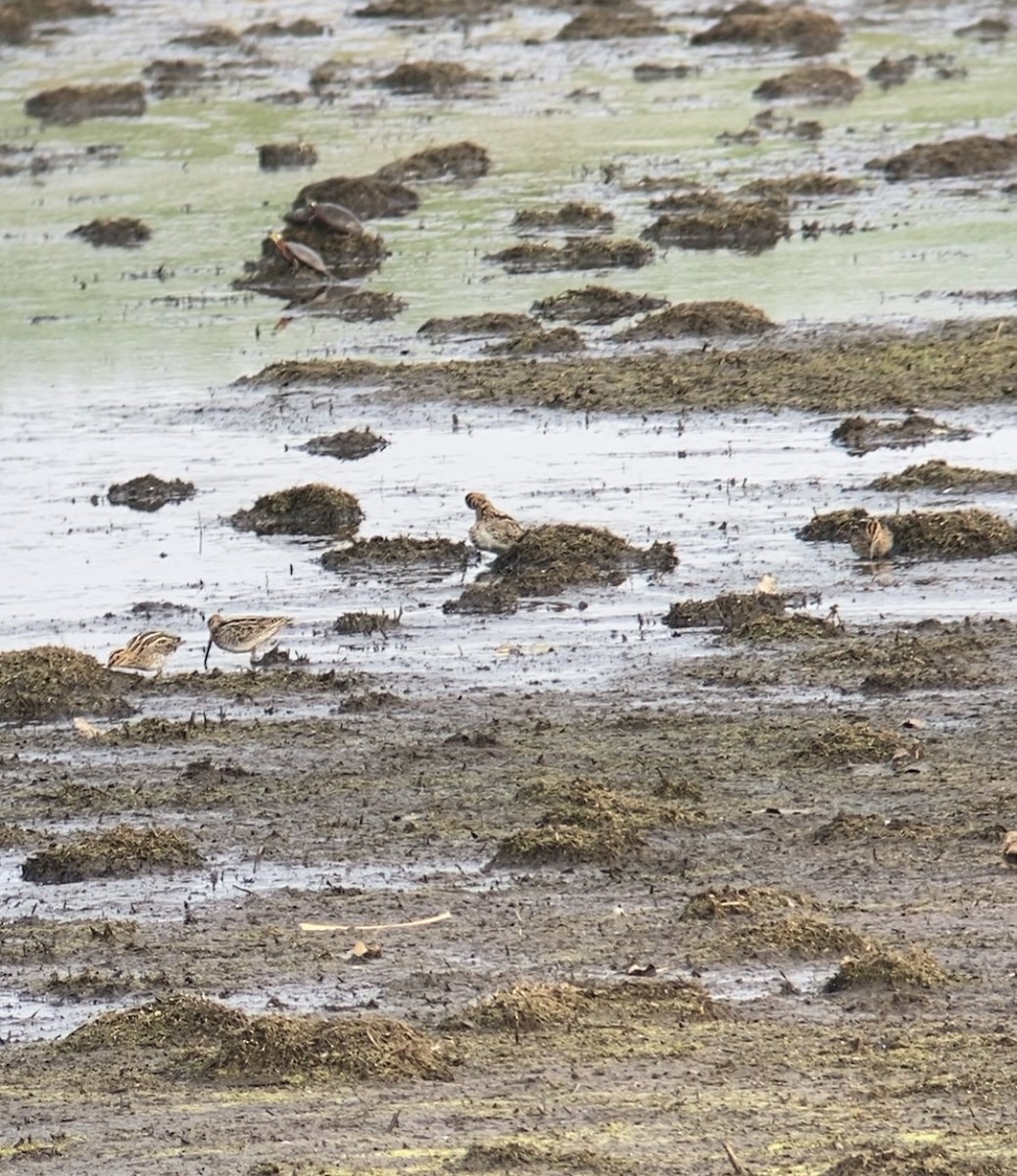 Wilson's Snipe - ML610789953