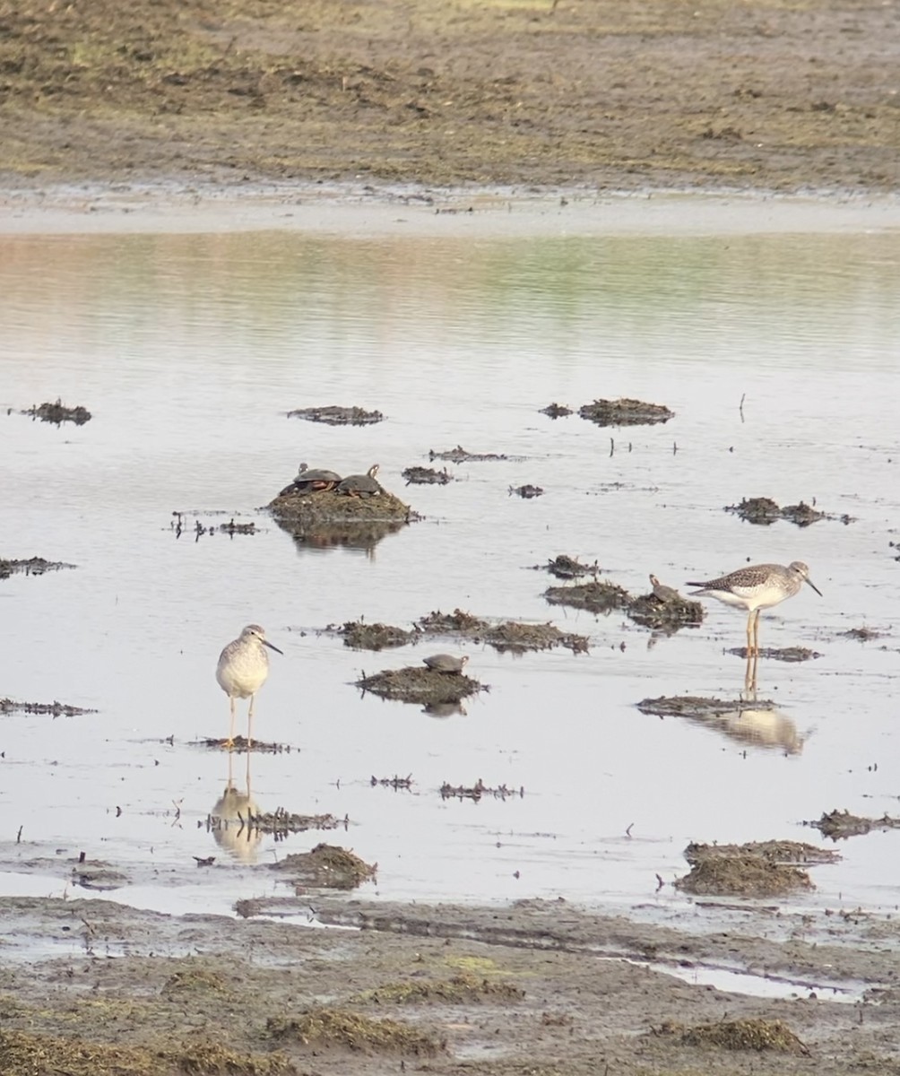 Greater Yellowlegs - ML610789960