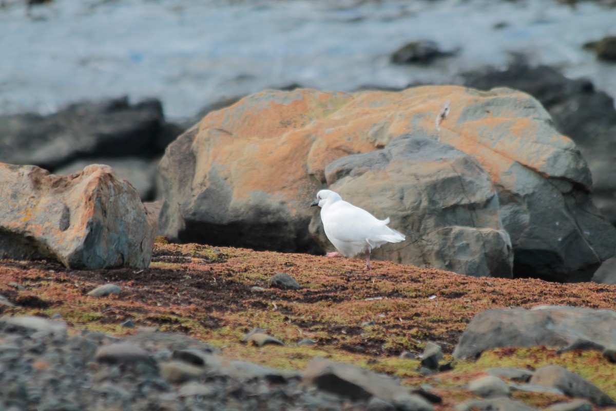 Black-faced Sheathbill - Adrien Pajot