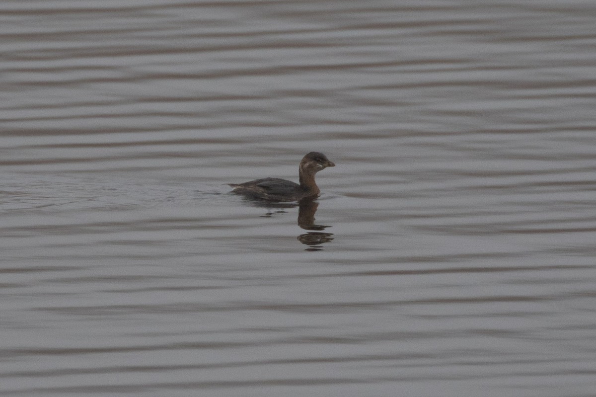Pied-billed Grebe - ML610790103