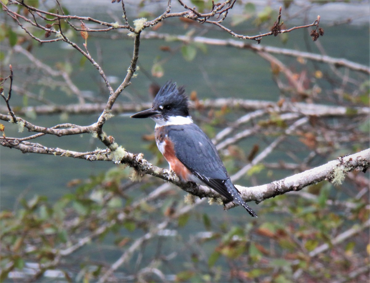 Belted Kingfisher - ML610790239