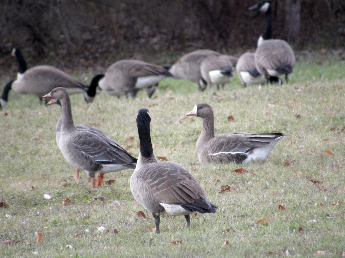 Greater White-fronted Goose - Robert Linfield