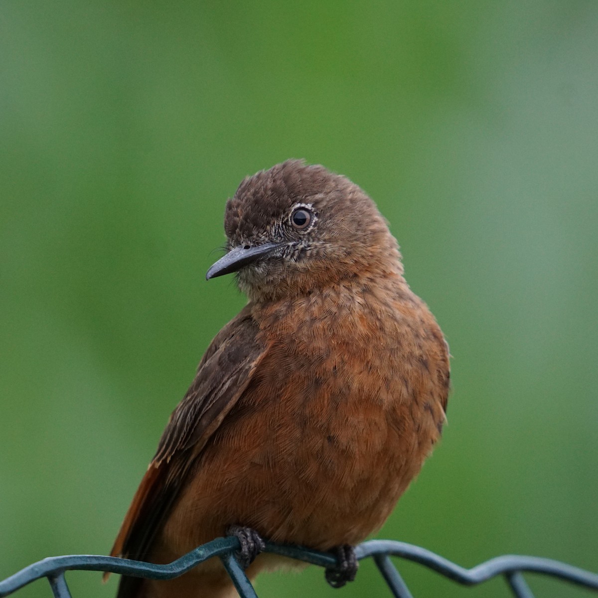 Cliff Flycatcher - Daniel M Haddad - RJ