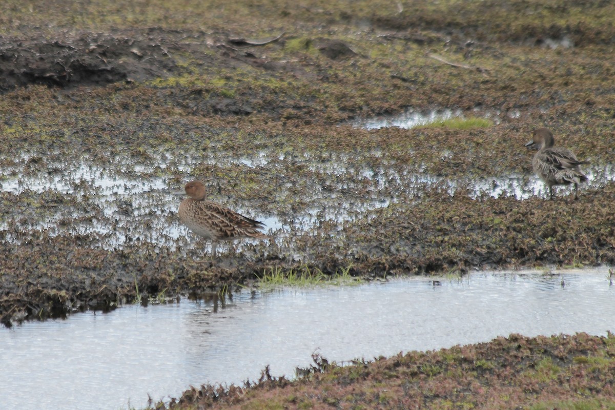 Eaton's Pintail - ML610790746