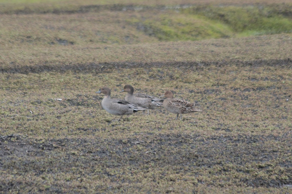 Kerguelen Kılkuyruğu - ML610790748