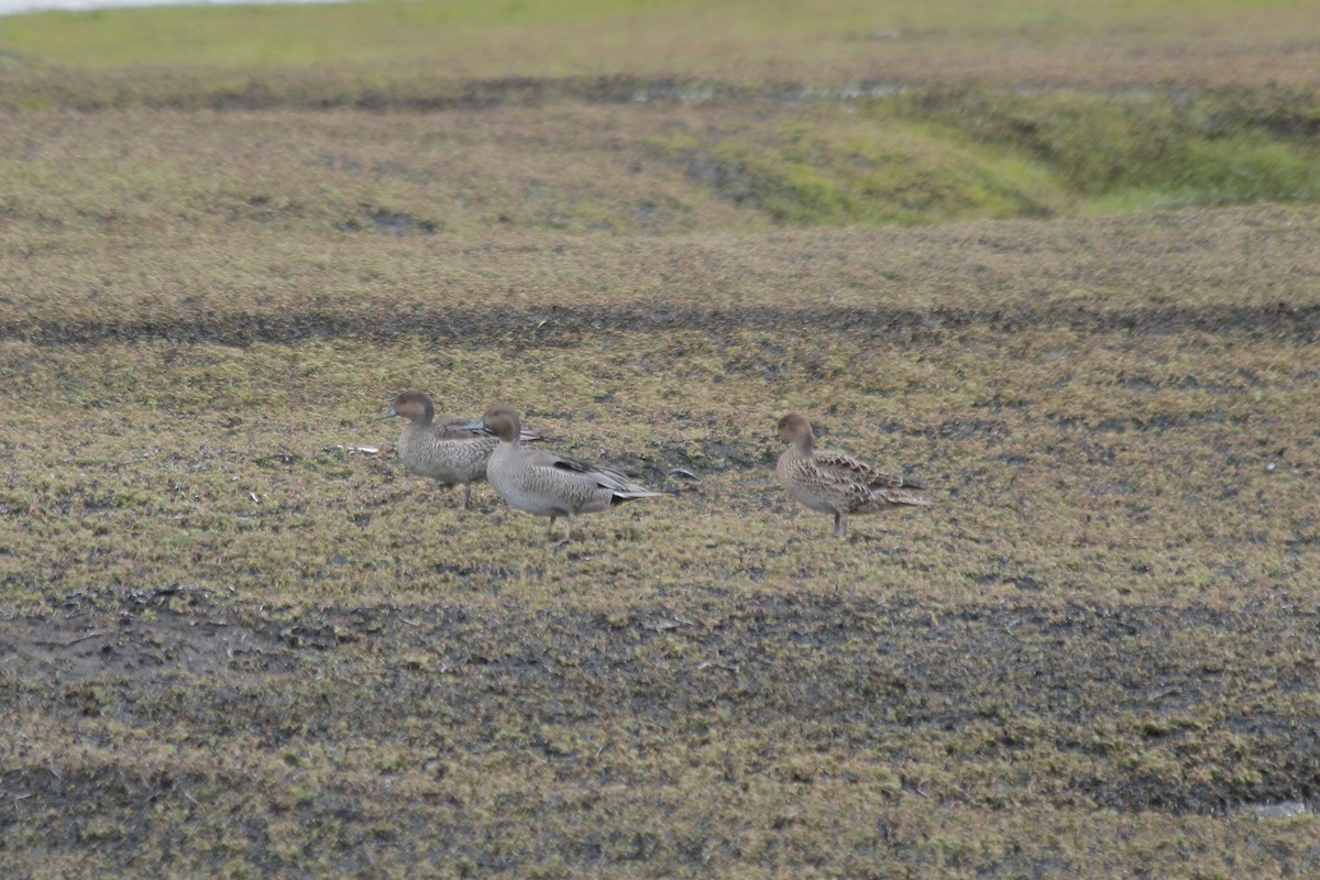 Eaton's Pintail - ML610790749