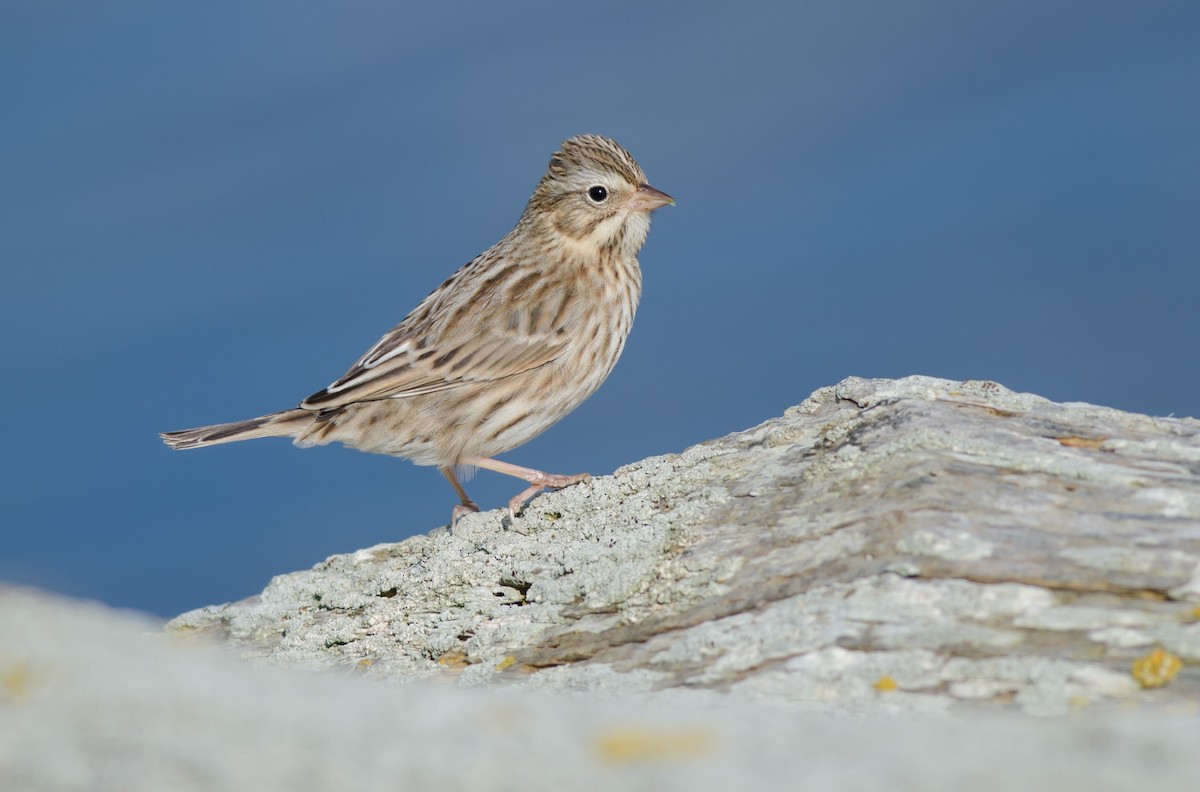 Savannah Sparrow (Ipswich) - ML610790750