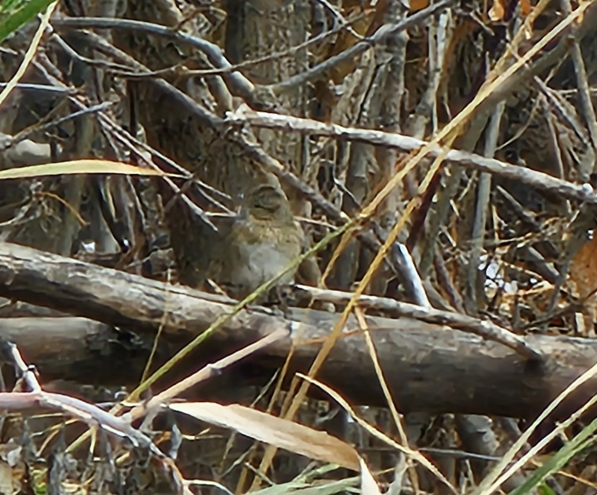 Lincoln's Sparrow - ML610790768