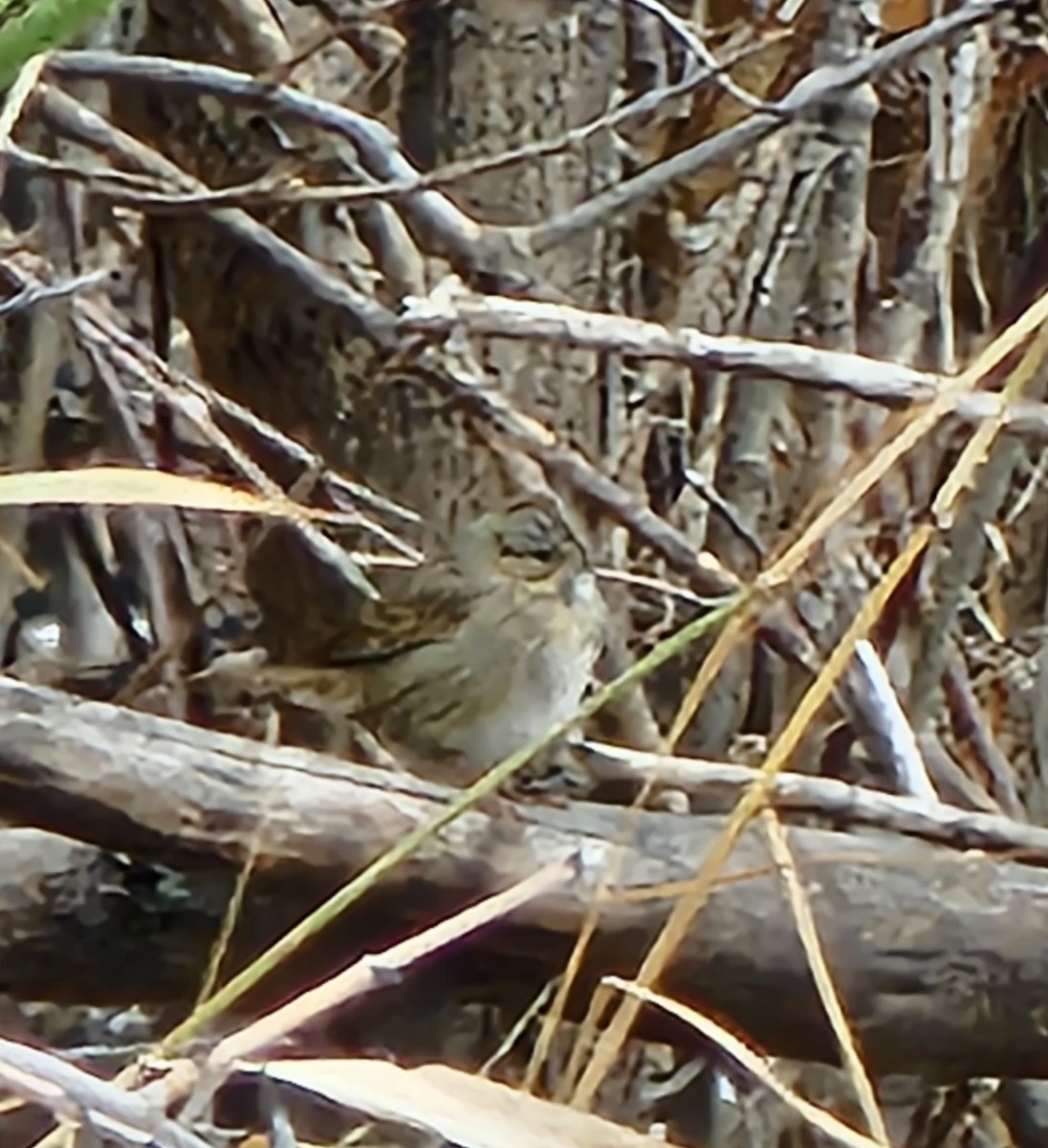 Lincoln's Sparrow - Sandy Aubol