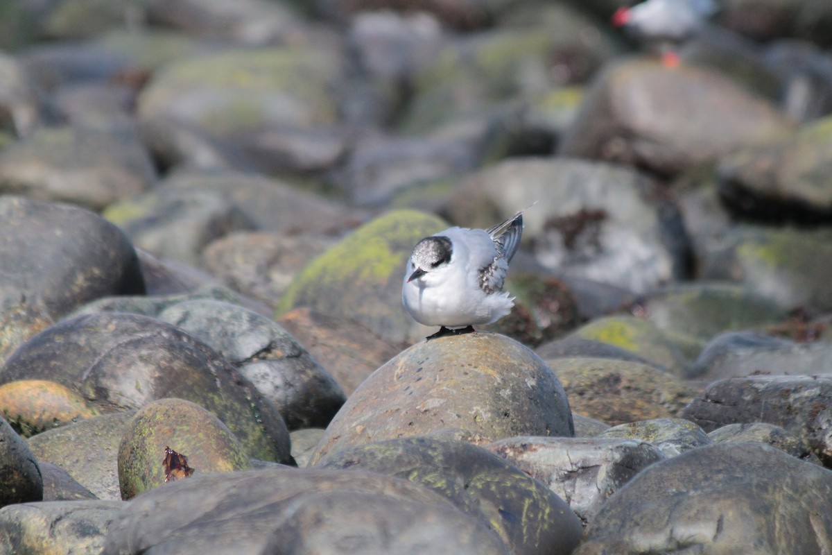 Kerguelen Tern - ML610790790