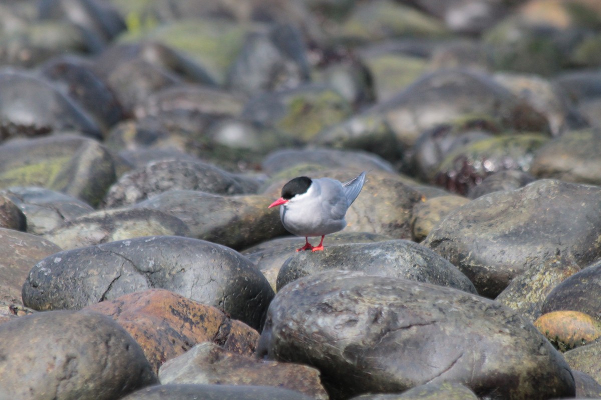 Kerguelen Tern - ML610790791