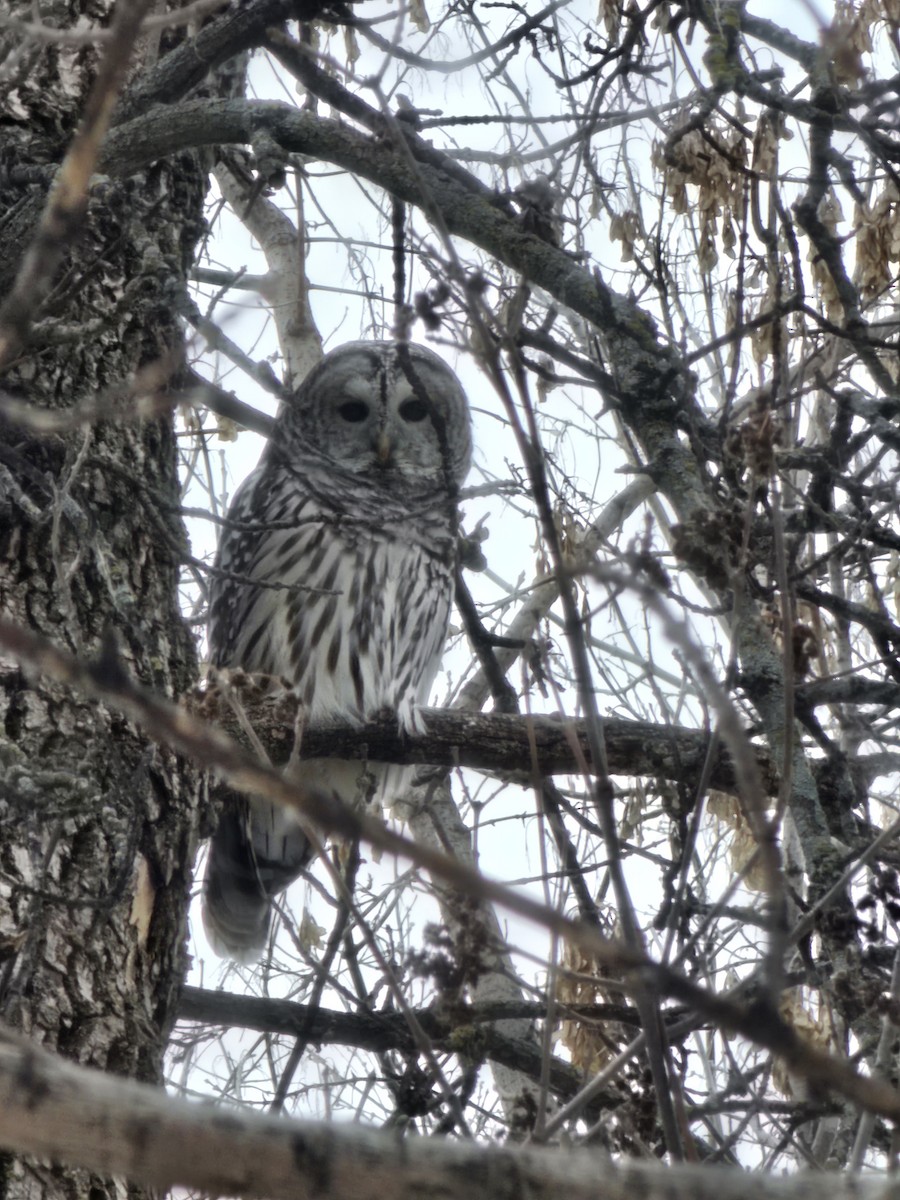 Barred Owl - Sandy Aubol